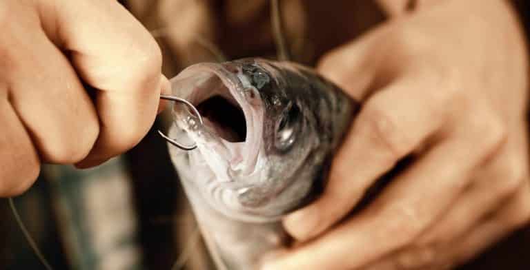 How To Remove A Fish Hook- Without Harming The Fish