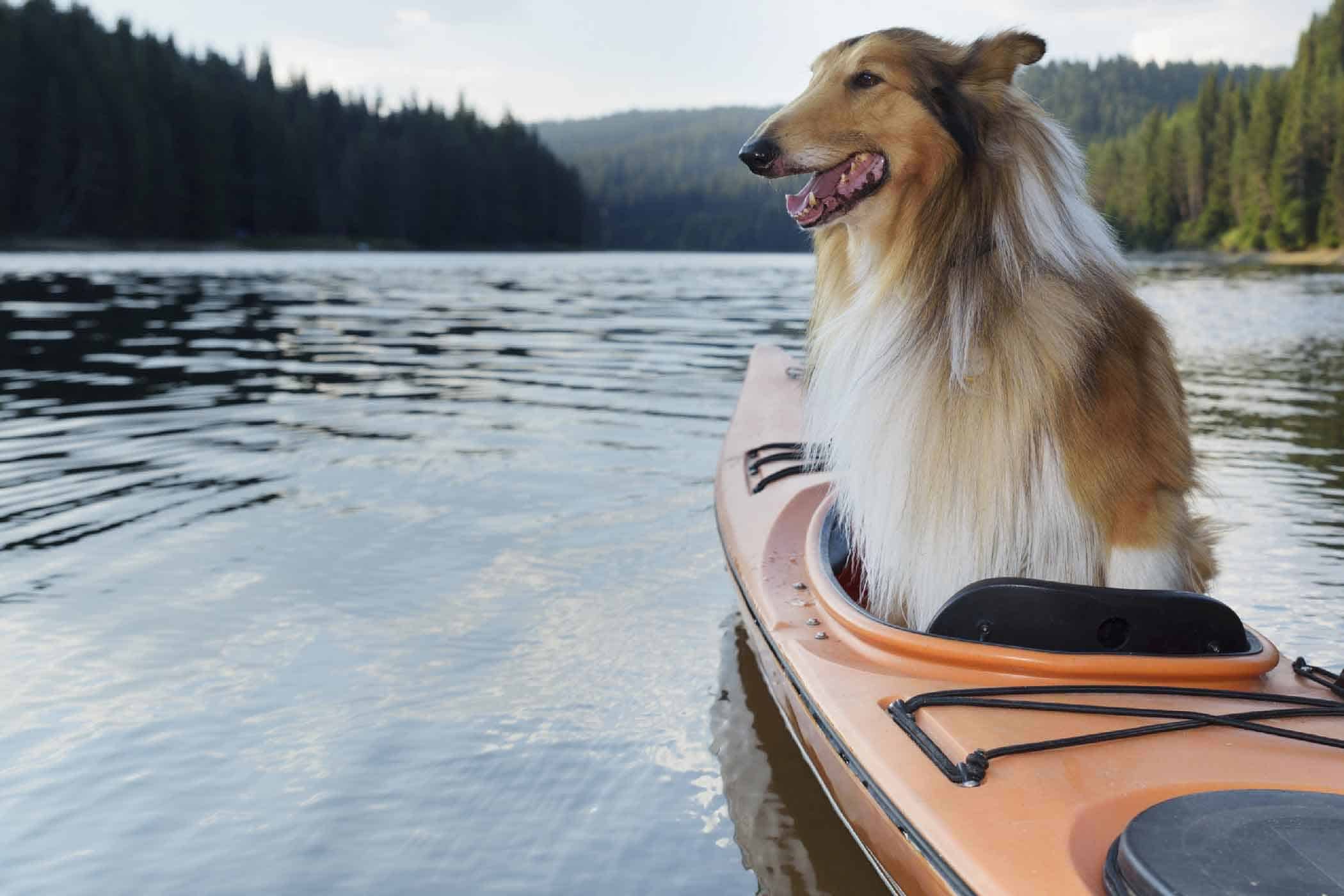 The Best Kayak For Dogs In 2024 – Buying Guide And Reviews