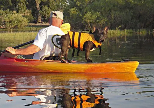 kayak for dogs