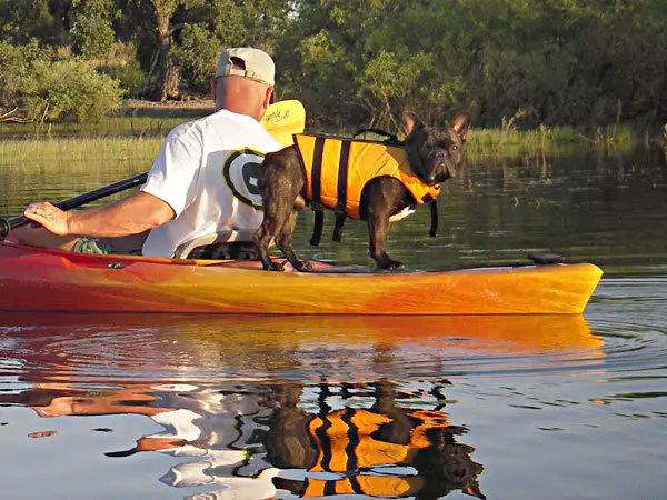 kayak for dogs