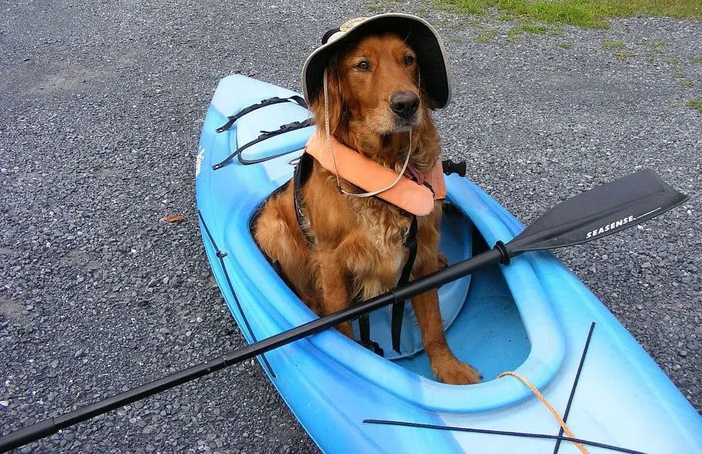 kayaking with your dog