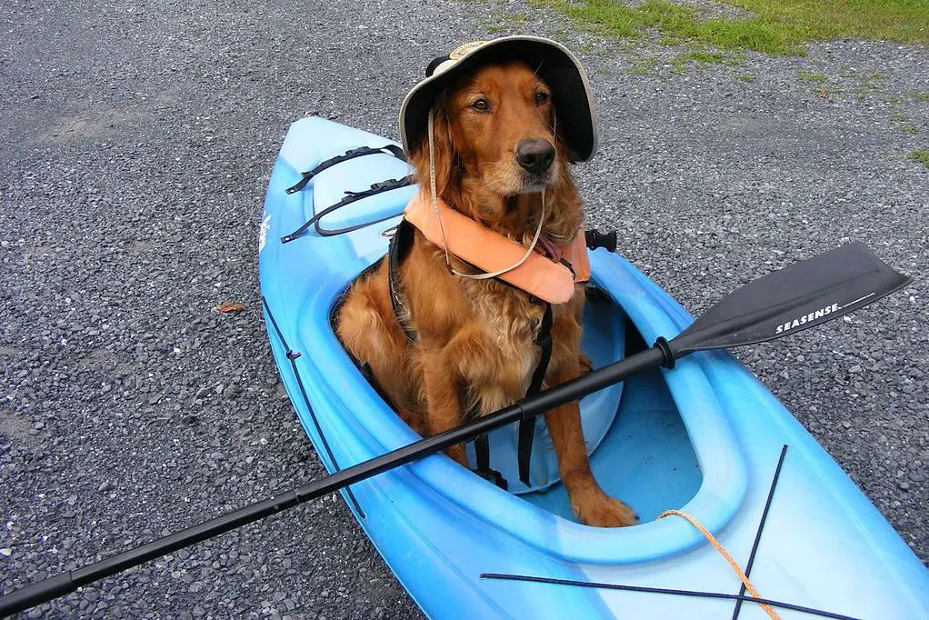 kayaking with your dog