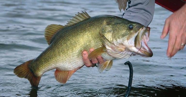 The Best Spinning Reel For Bass – Best Reels In 2023