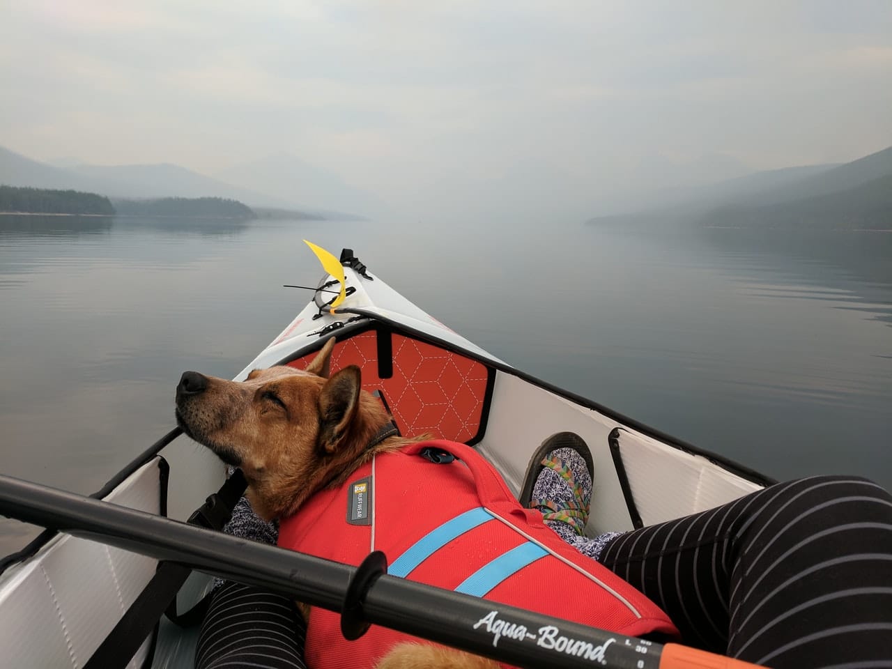 best kayaks for dogs