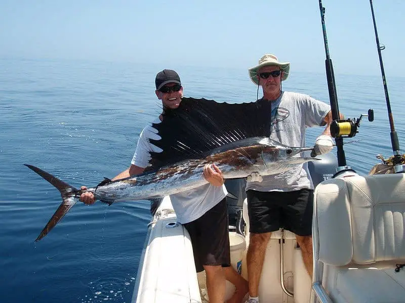 best bait for sailfish