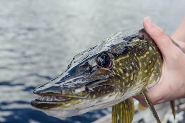 best northern pike fishing in united states