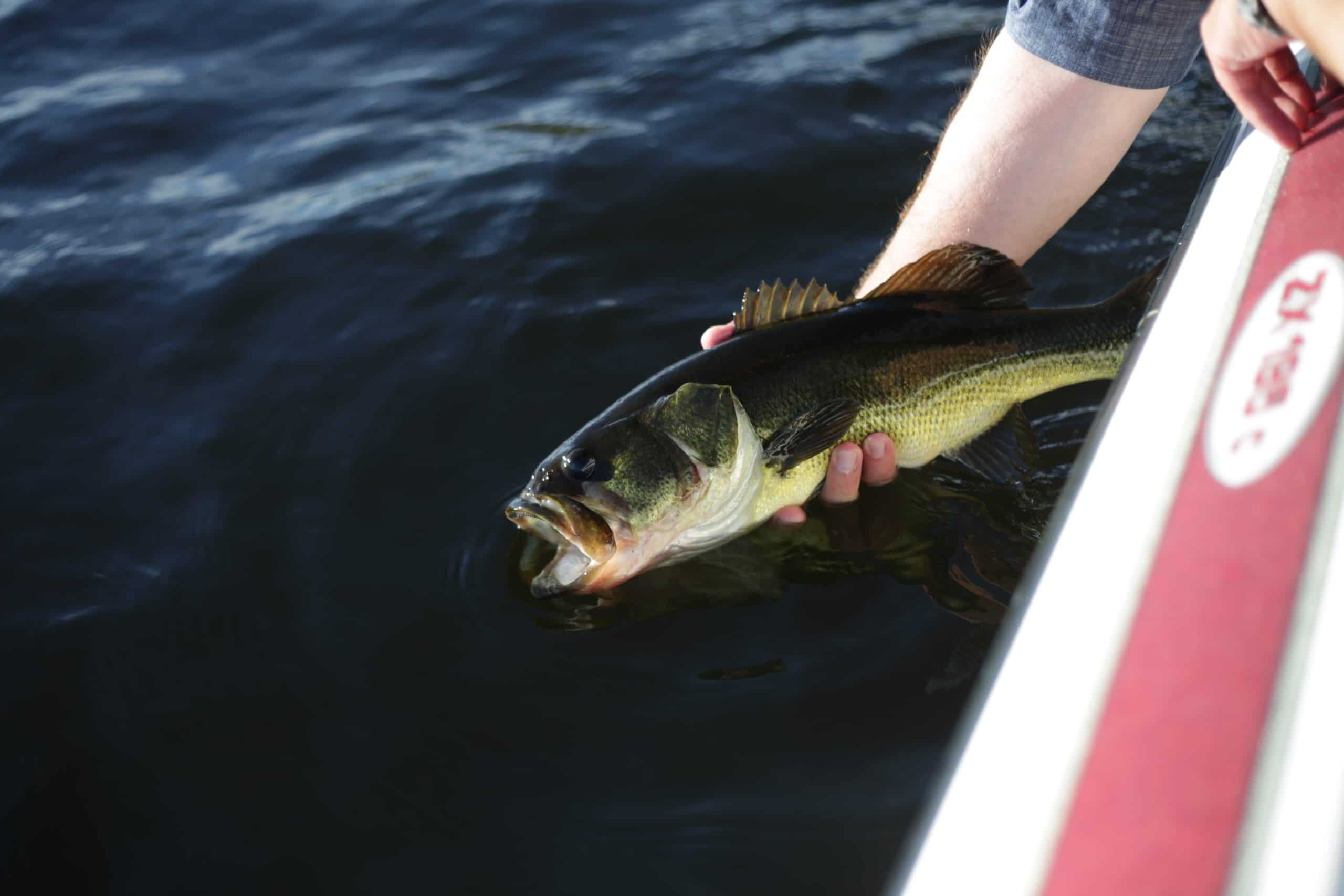 bass fishing with live worms