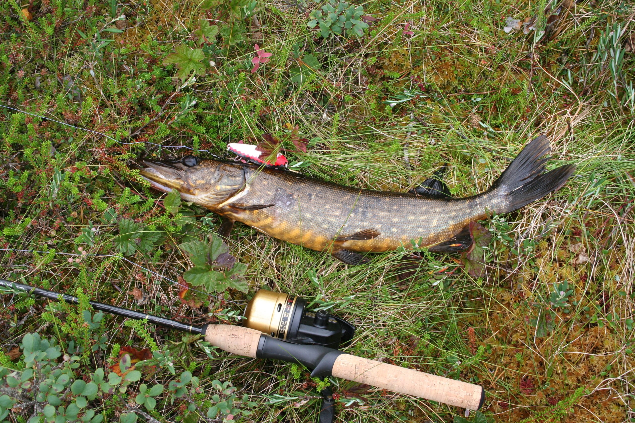 best rod and reel combo for northern pike fishing