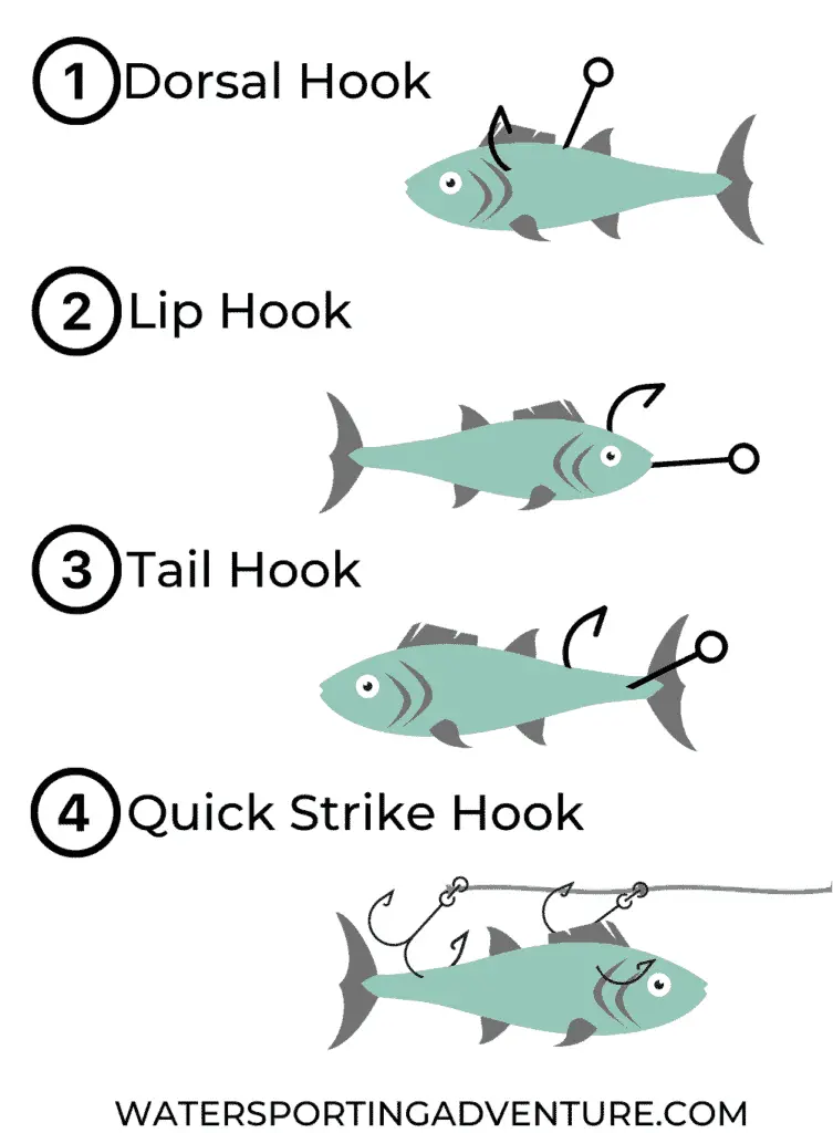 How To Hook A Minnow (With Images) & Other Tips