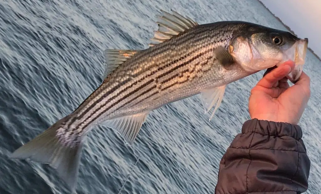 striped bass fishing