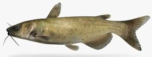 best channel catfish bait