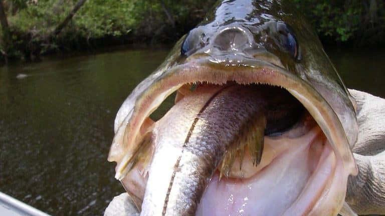 do bass have teeth