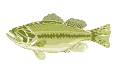 do largemouth bass have teeth