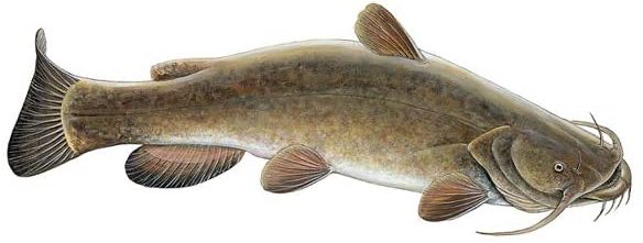 best flathead catfish bait