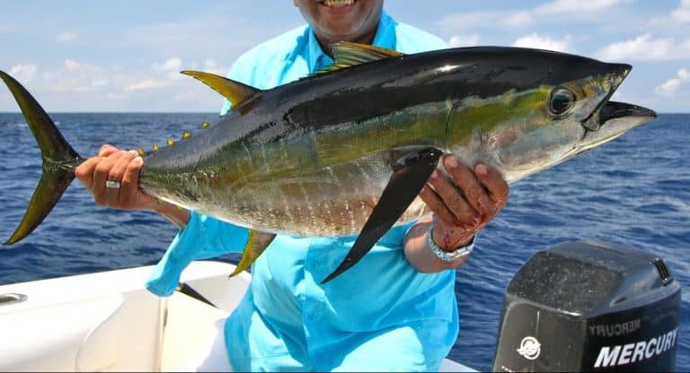 How Long Is Tuna Fishing Season & Where?