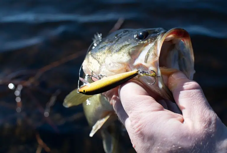 What Do Bass Eat? 6 Best Live Baits For Bass