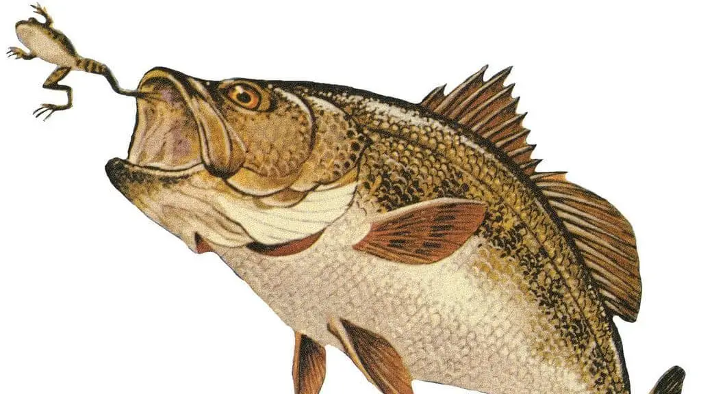 what do largemouth bass eat
