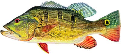 do peacock bass have teeth