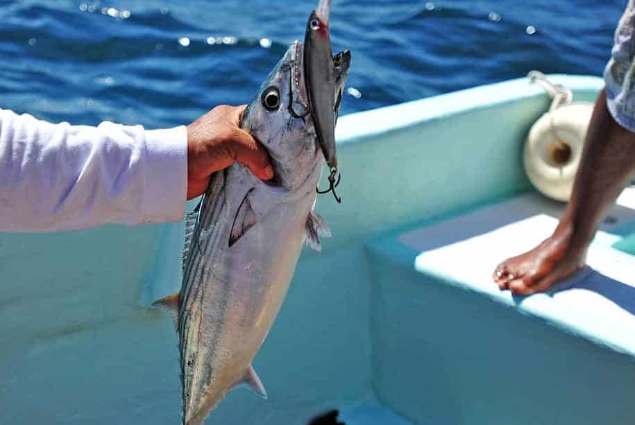 tuna fishing season