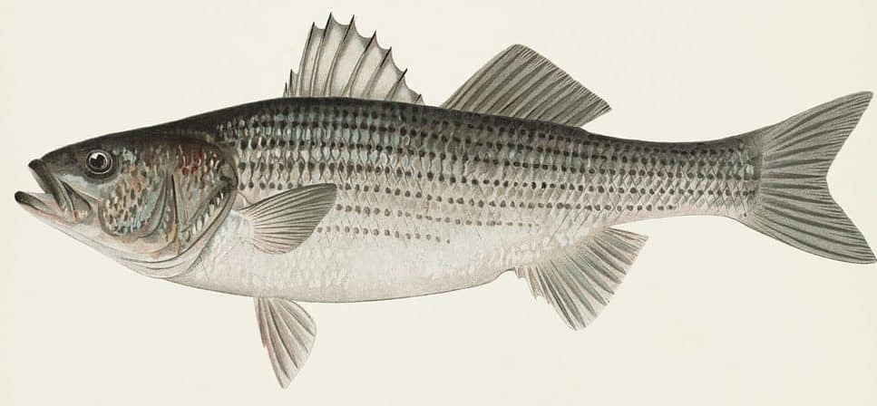 what do striped bass eat