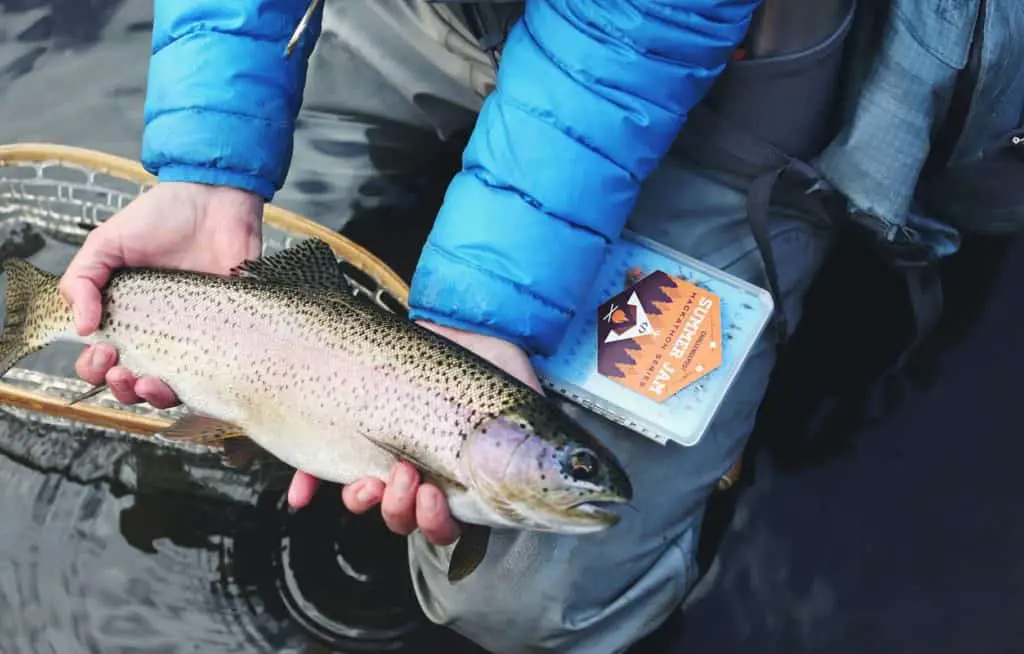 how to trout fish