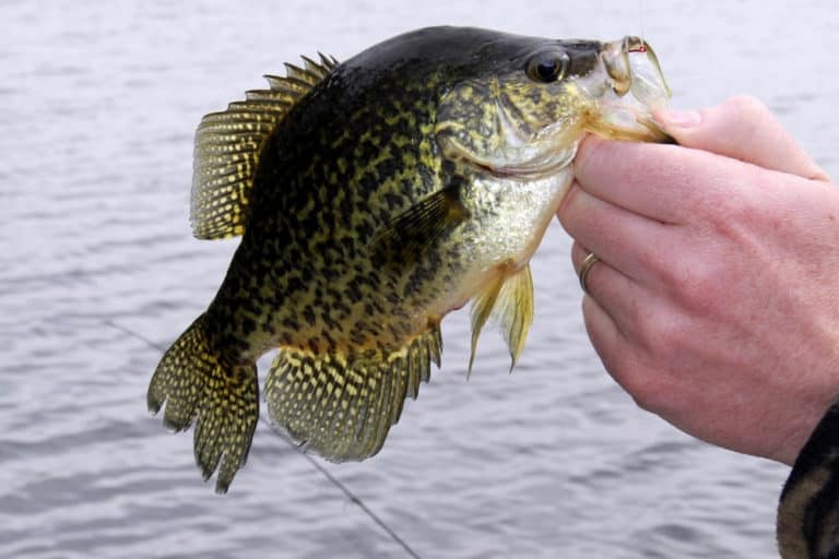 Crappie Fishing In Winter