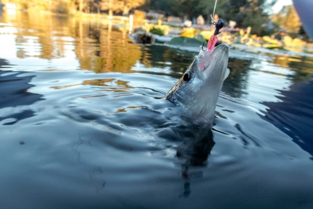 How to rig a crappie jig