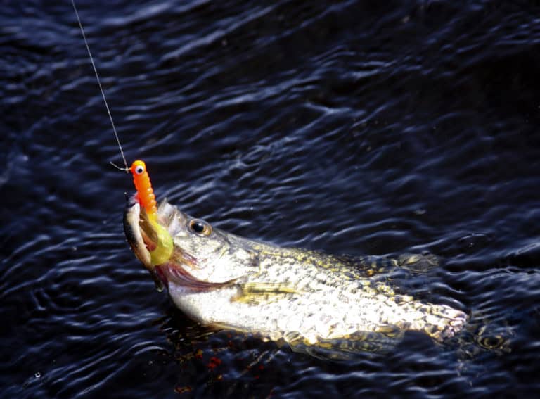 15 Best Jig For Crappie Fishing