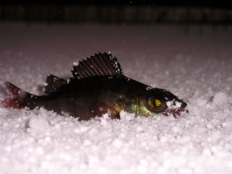 Ice Fishing For Perch At Night