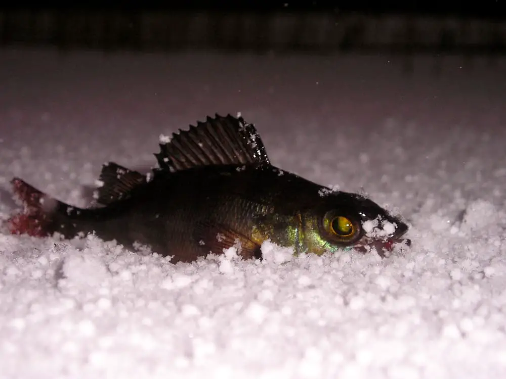 Ice fishing for perch at night