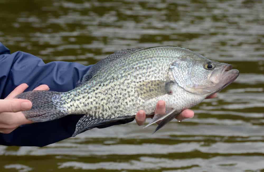 How to catch bigger crappie