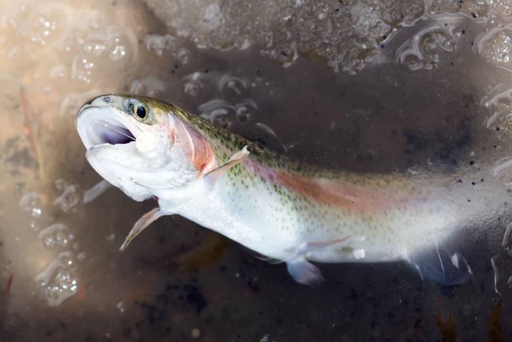 Ice fishing rainbow trout