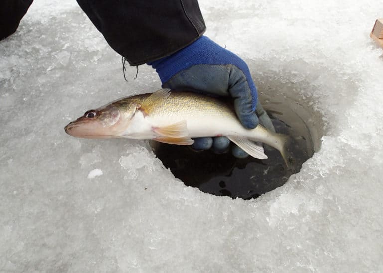 How Deep To Ice Fish For Walleye