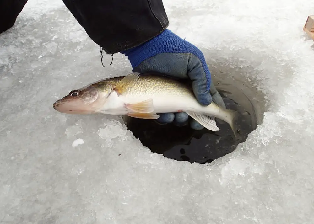 How deep to ice fish for walleye