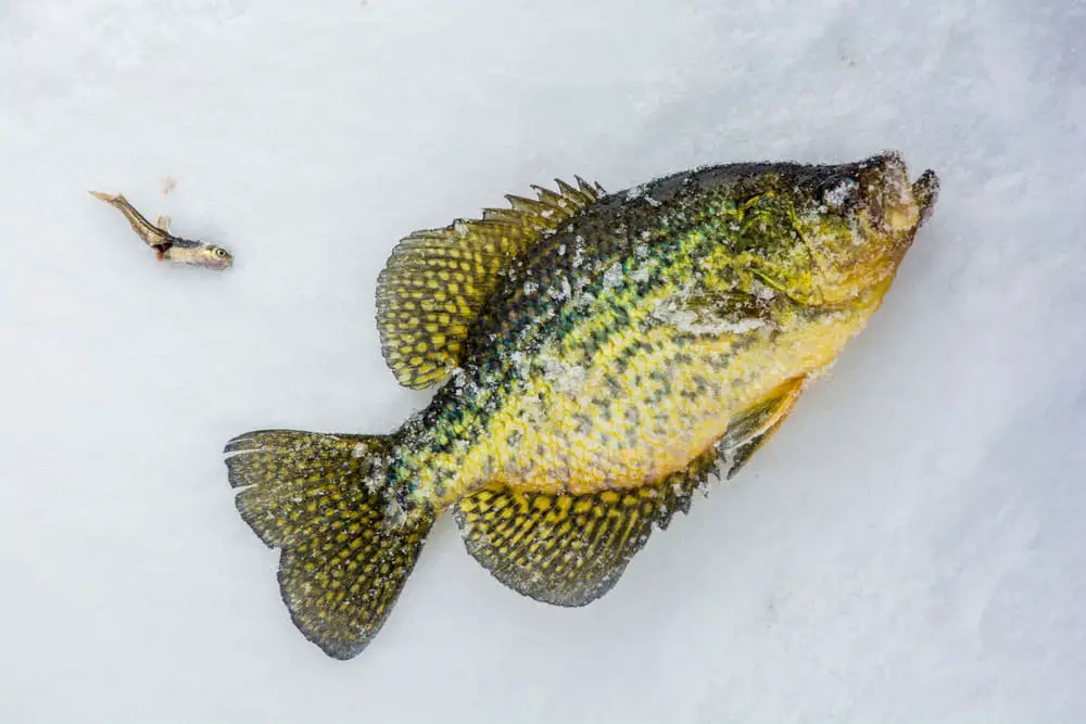 How To Crappie Fish With Minnows?