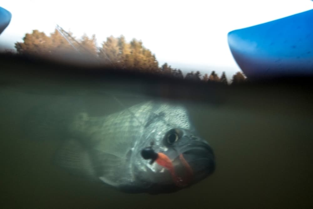 Best Crappie Jigging Techniques