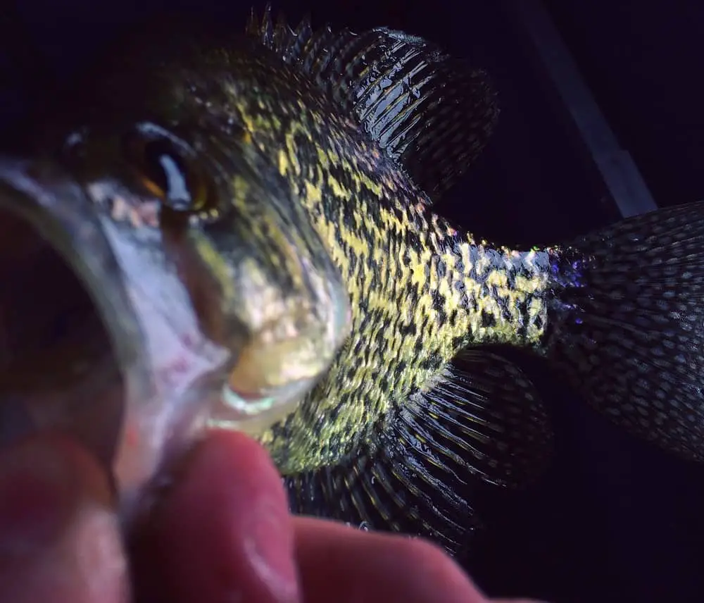 Ice fishing crappie at night tips