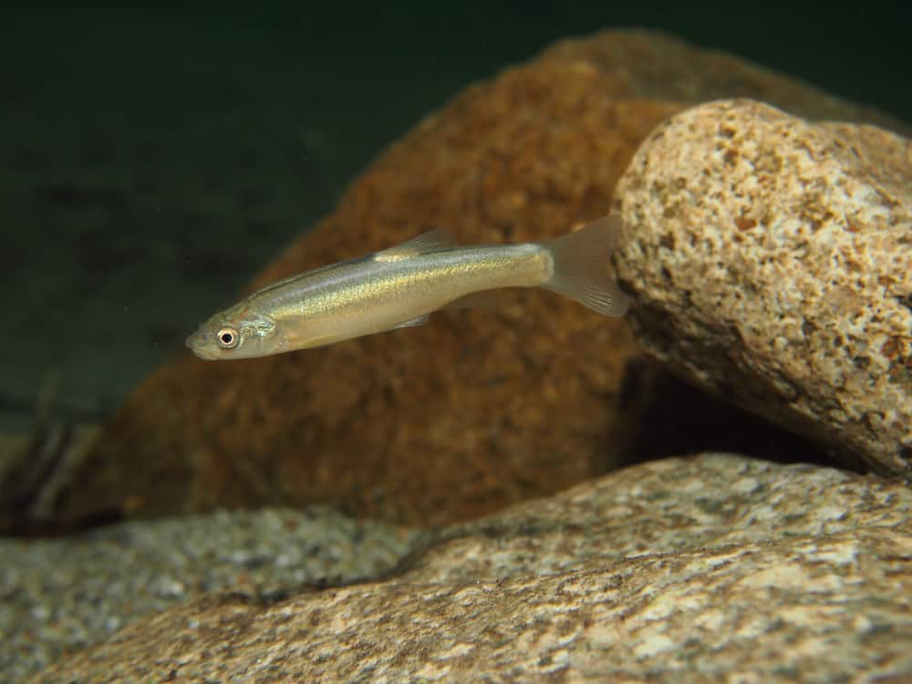 What do crappie minnows grow into?