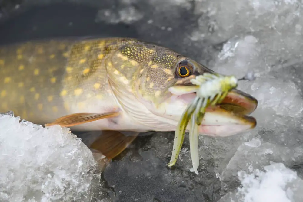 Ice Fishing With Powerbait