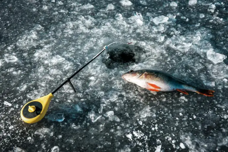 How To Catch Finicky Perch Ice Fishing