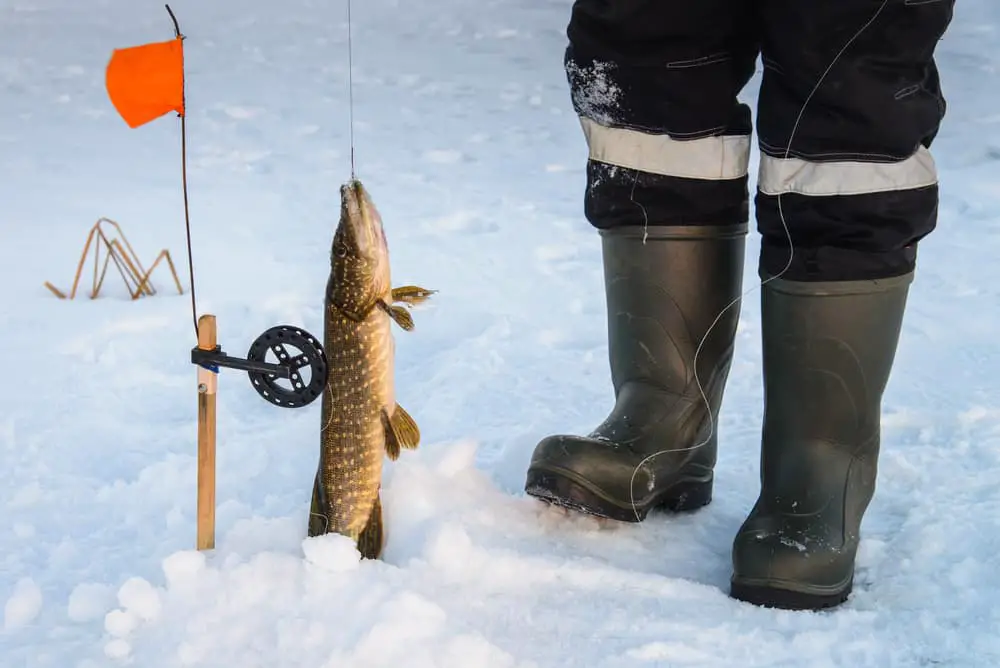 How to rig a tip up for pike