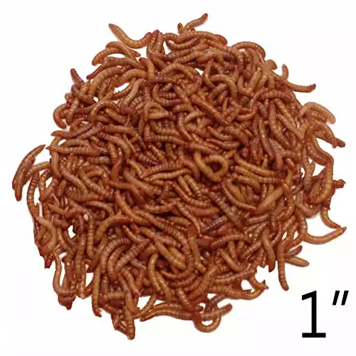 1000ct Live Mealworms