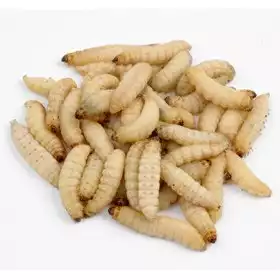 Galleria mellonella Live Waxworms